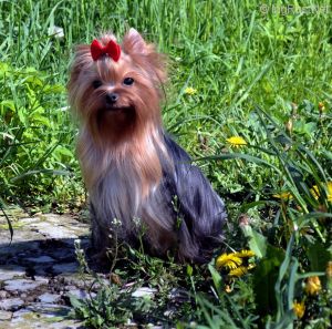 Dog Photo
