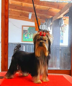 Dog Photo