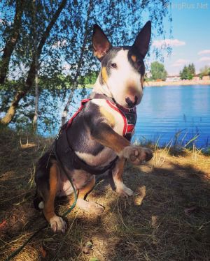 Dog Photo