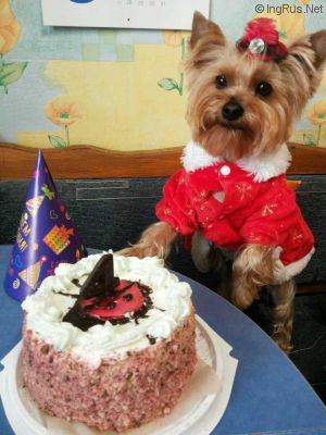 Dog Photo