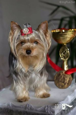 Dog Photo