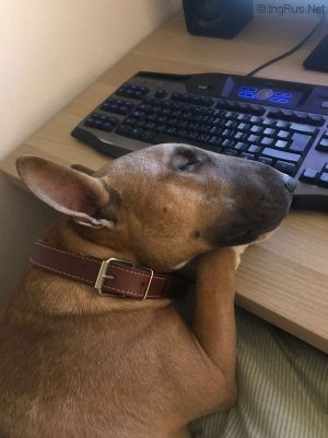 Dog Photo