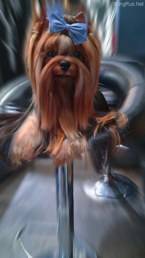 Dog Photo