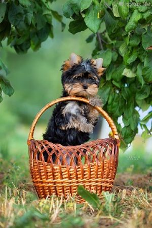 Dog Photo