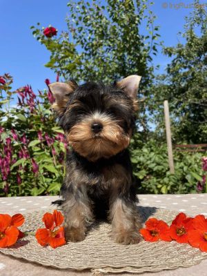 Dog Photo