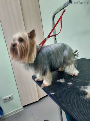 Dog Photo