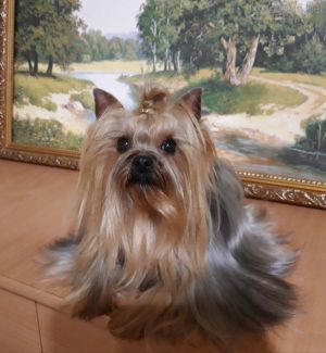 Dog Photo
