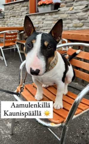 Dog Photo