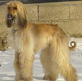 Dog Photo