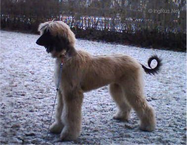 Dog Photo