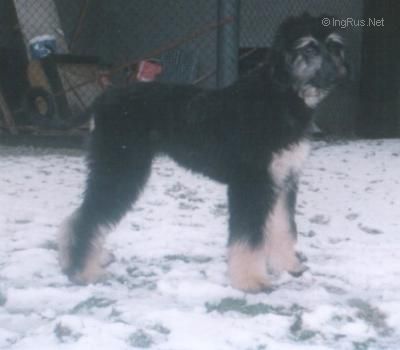 Dog Photo