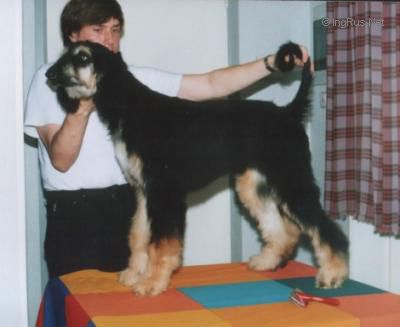 Dog Photo