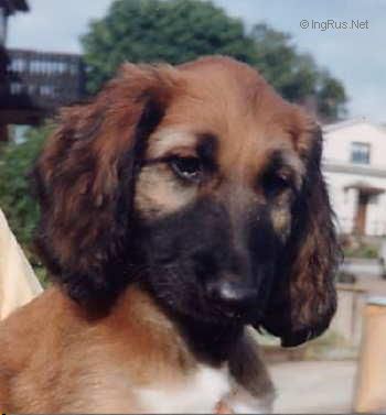 Dog Photo