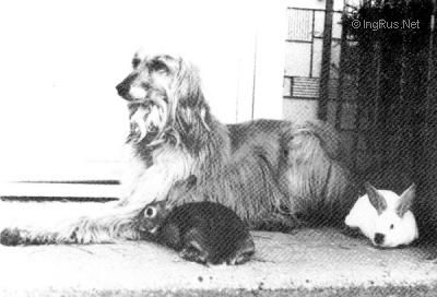 Dog Photo