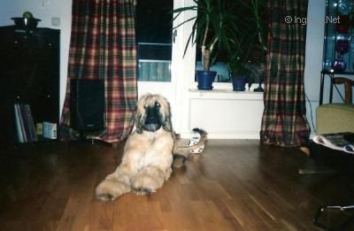 Dog Photo