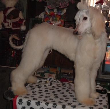 Dog Photo