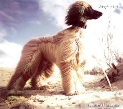 Dog Photo