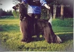 Dog Photo
