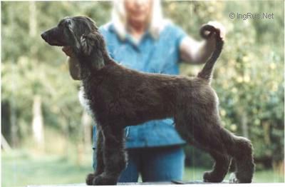 Dog Photo