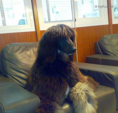 Dog Photo