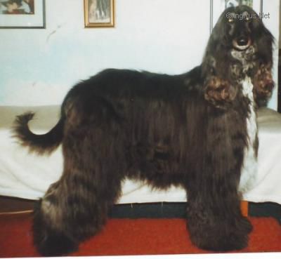Dog Photo