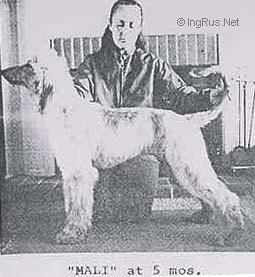 Dog Photo