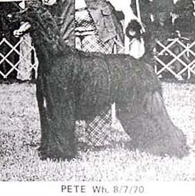Dog Photo