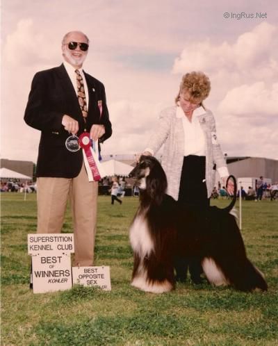 Dog Photo