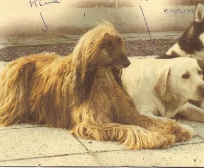 Dog Photo
