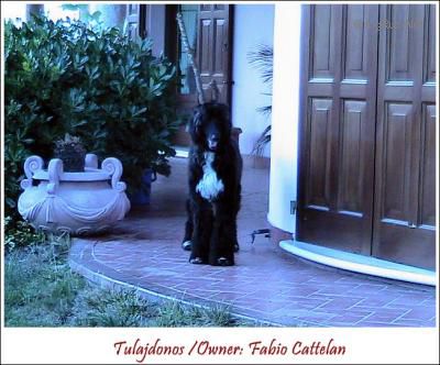 Dog Photo