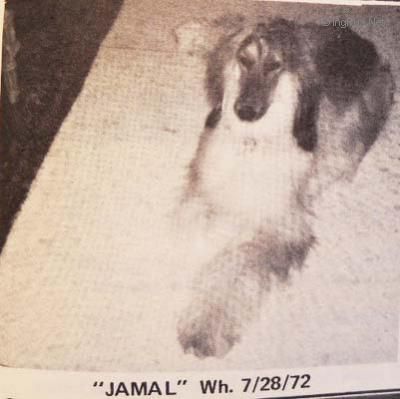 Dog Photo