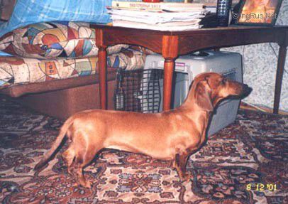 Dog Photo