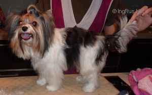 Dog Photo