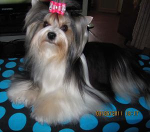 Dog Photo