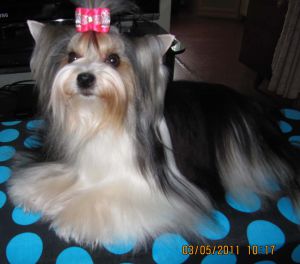 Dog Photo