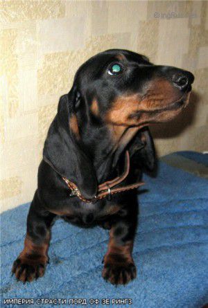 Dog Photo