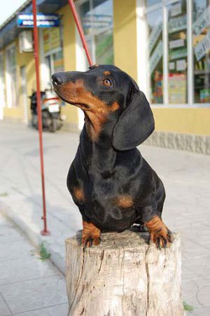 Dog Photo