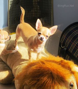 Dog Photo