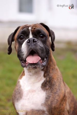 Dog Photo