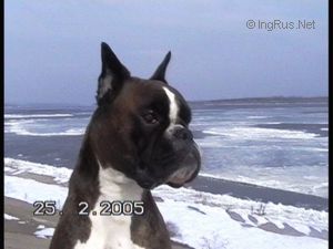 Dog Photo