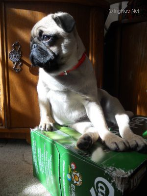 Dog Photo