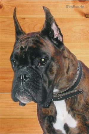 Dog Photo