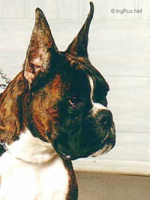 Dog Photo