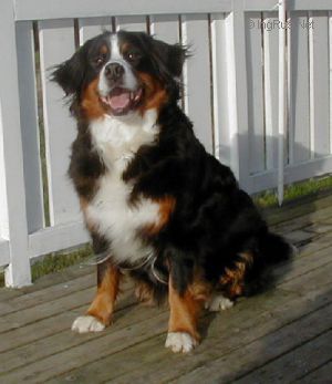 Dog Photo