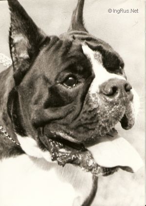 Dog Photo
