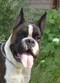 Dog Photo