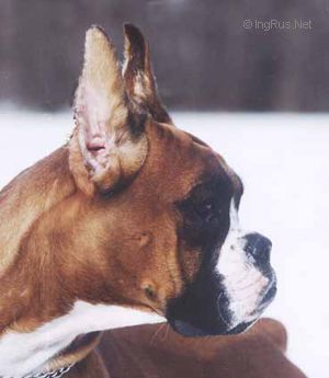 Dog Photo