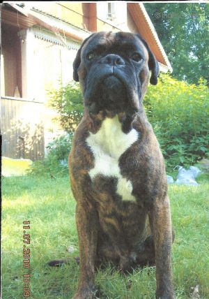 Dog Photo
