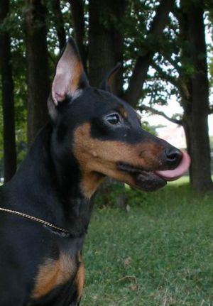 Dog Photo
