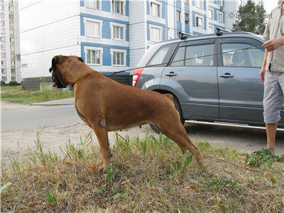 Dog Photo